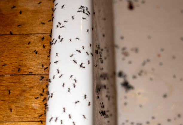 Best Wildlife Control Services  in Montezuma, IA